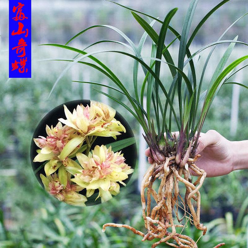 四季兰卧室阳台新款庭院书房夏秋开富山奇蝶苗时令草本花卉盆栽