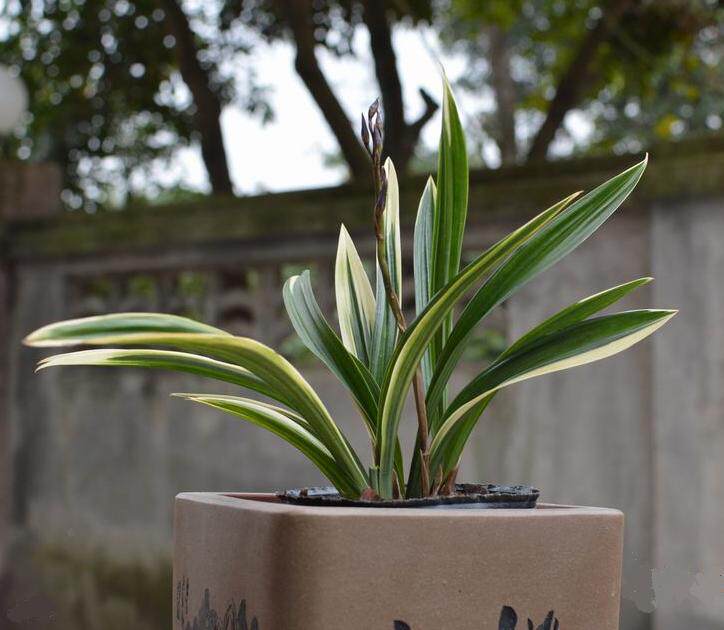 墨兰矮种达爪兰花苗带金边青达摩室内盆栽四季养时令草本花卉月季