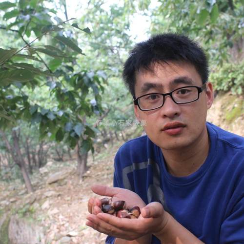 怀柔小石栗子百年老树