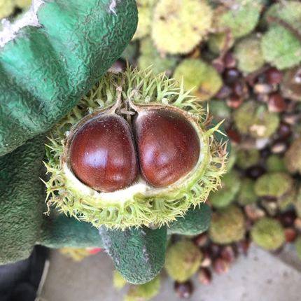 百年栗子树2025年怀柔栗子成熟怀柔板栗油栗生栗子香甜软糯农家