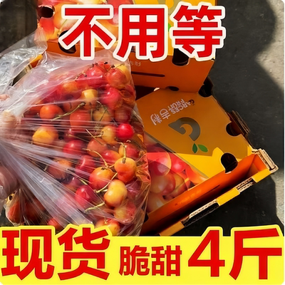 金车雷尼尔智利黄樱桃4JJJJ级