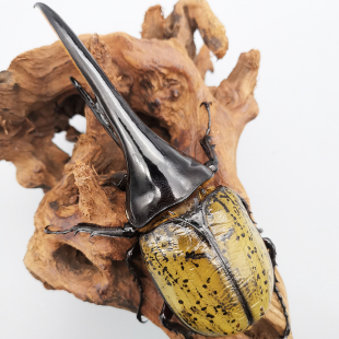 海格力斯长戟大兜虫DHH幼虫FF河野血大型甲虫活体独角仙昆虫爬宠