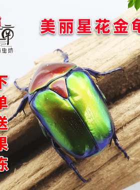 美丽星花金龟甲虫成虫幼虫活体宠物小型花金龟独角仙科普昆虫爬宠