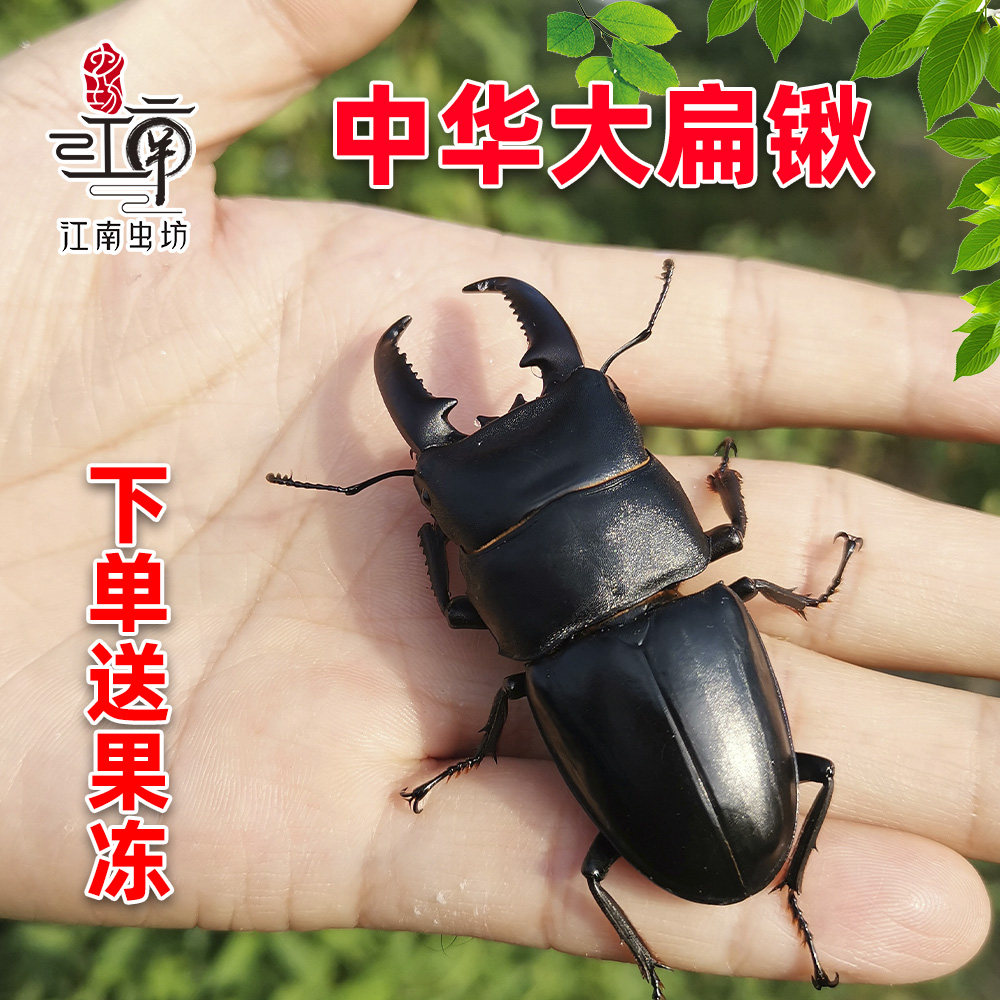 中华大扁锹锹形虫宠物甲虫成虫独角仙好养科普昆虫活体中国大锹甲,宠物/宠物食品及用品,特色爬宠/鸣虫,淘宝优惠券,粉丝福利购,淘宝优惠卷