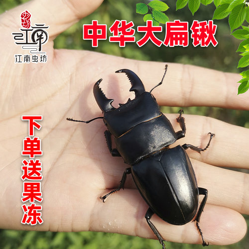 中华大扁锹宠物甲虫科普锹甲活体