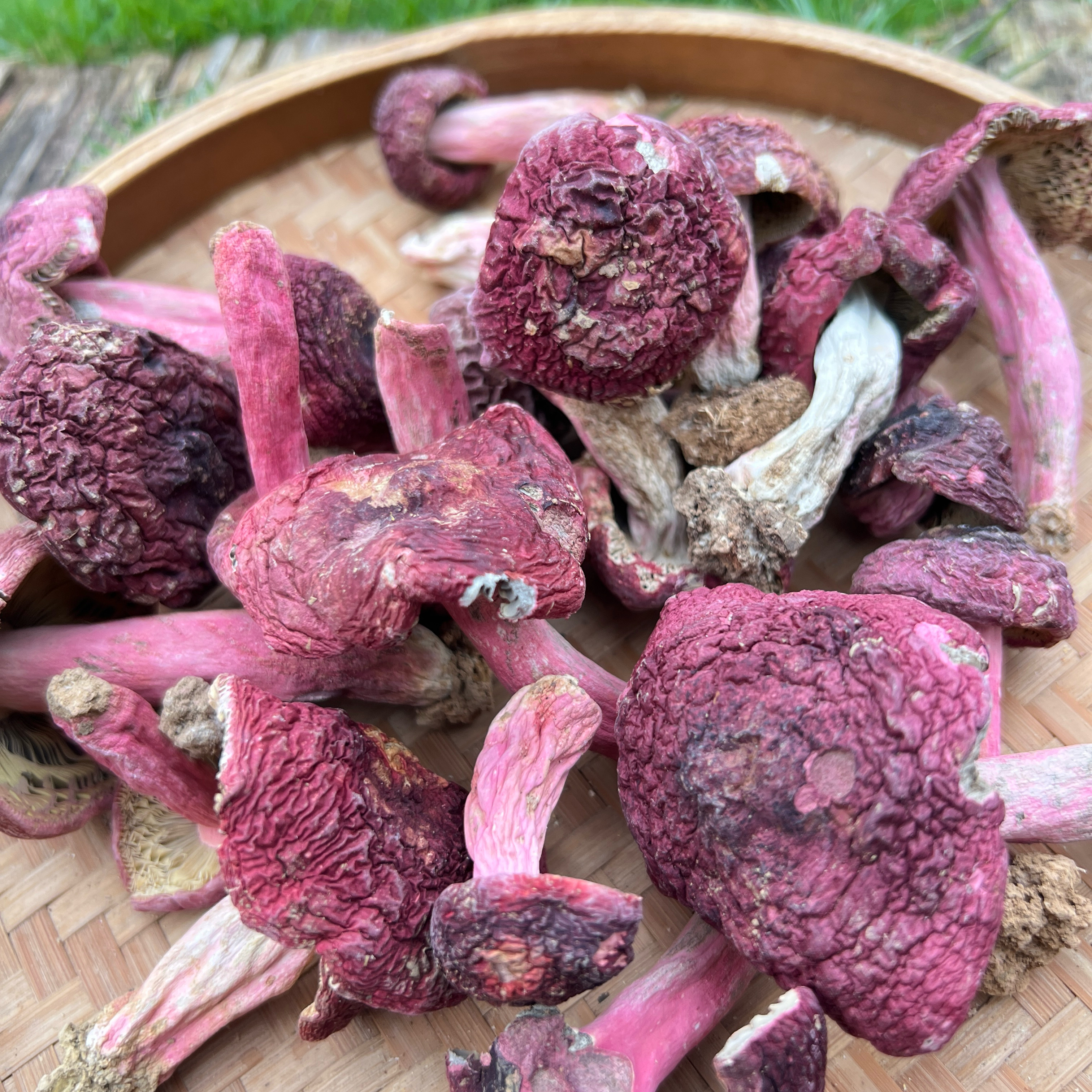 正宗武夷山野生红菇干货特级蓝底香菇类
