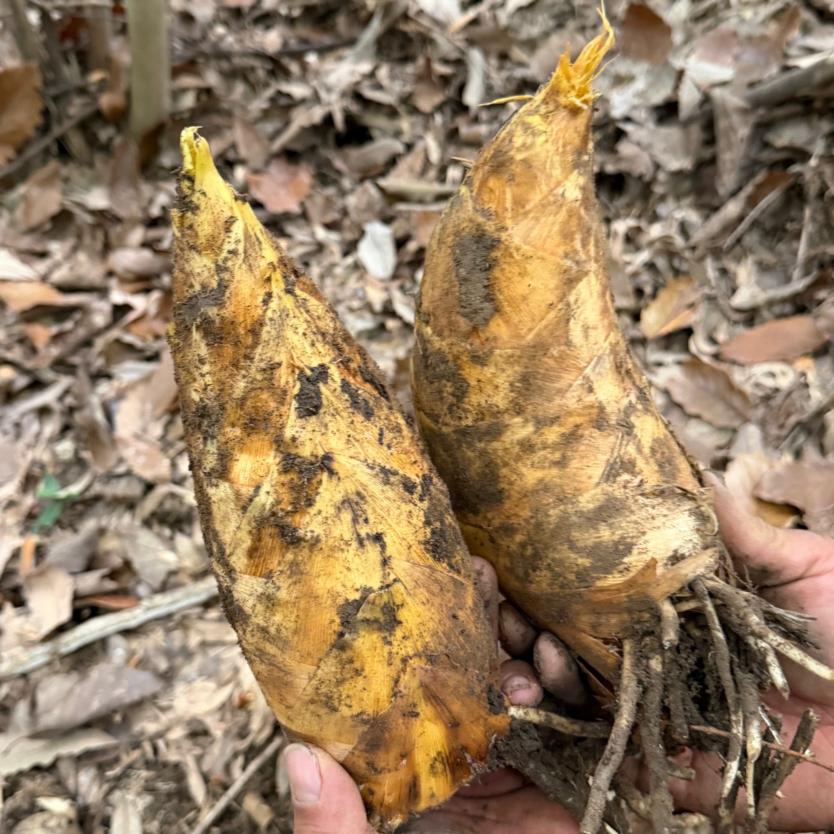 武夷山土特产上梅高山新鲜冬笋现挖野生竹笋黄泥笋时令蔬菜礼盒装
