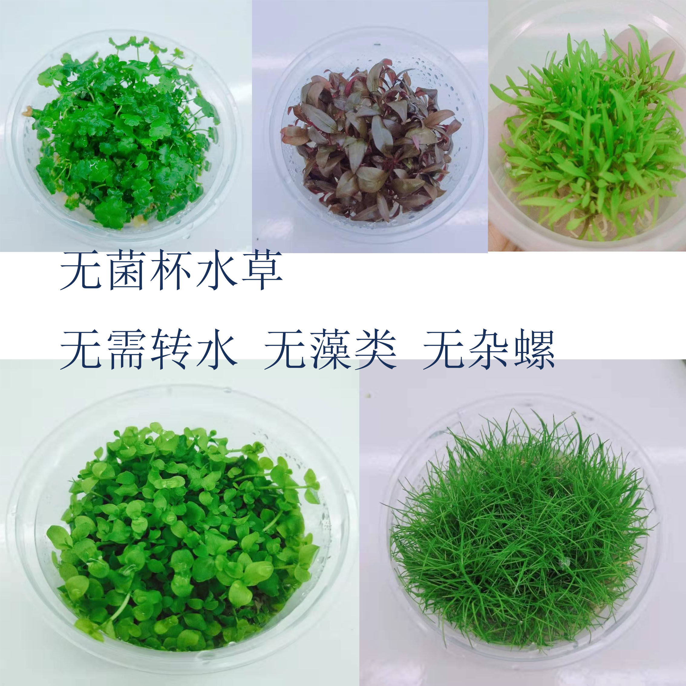无菌杯水草合集,宠物/宠物食品及用品,水草,淘宝优惠券,粉丝福利购,淘宝优惠卷