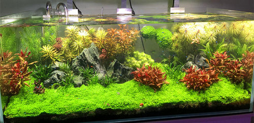 水草价格 水草图片 星期三