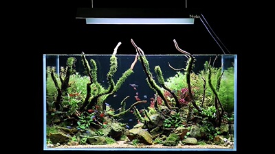 需碳水草合集细叶铁辣椒造景