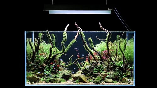 需碳水草合集细叶铁辣椒造景