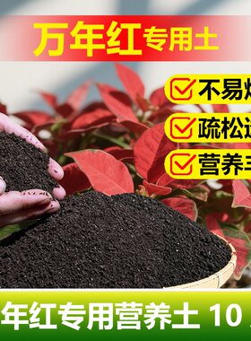 万年红花盆栽专用营养土体如意皇后吉利红植物浓缩专用土水培家用