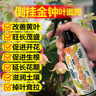 倒挂金钟专用肥料老桩盆栽营养液叶面肥开花旺长生根孕育花苞肥料