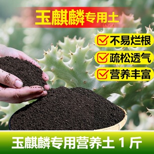 玉麒麟专用土料盆栽营养土多肉植物仙人掌增肥粗茎使生根盆景家用