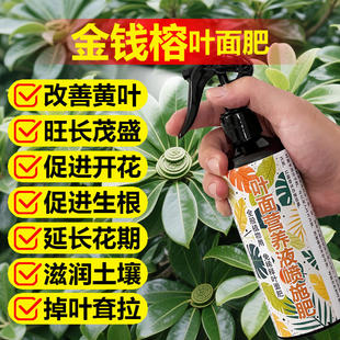 金钱榕专用肥料肥营养液叶子发黄掉叶干枯萎叶锈斑黑斑叶面肥肥料