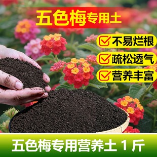 五色梅专用土料盆栽马缨丹花土营养土结籽开花变色发芽长种植家用