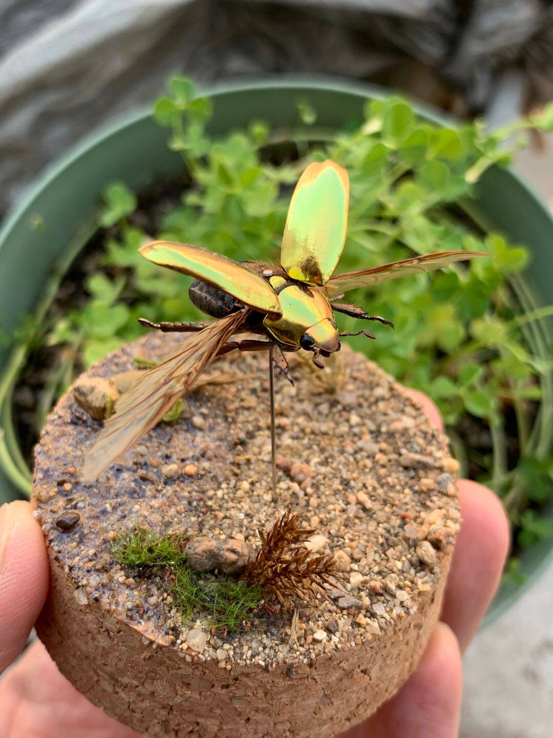 plusiotis resplendens宝石金龟摆件diy金龟子圣甲虫永生玻璃罩