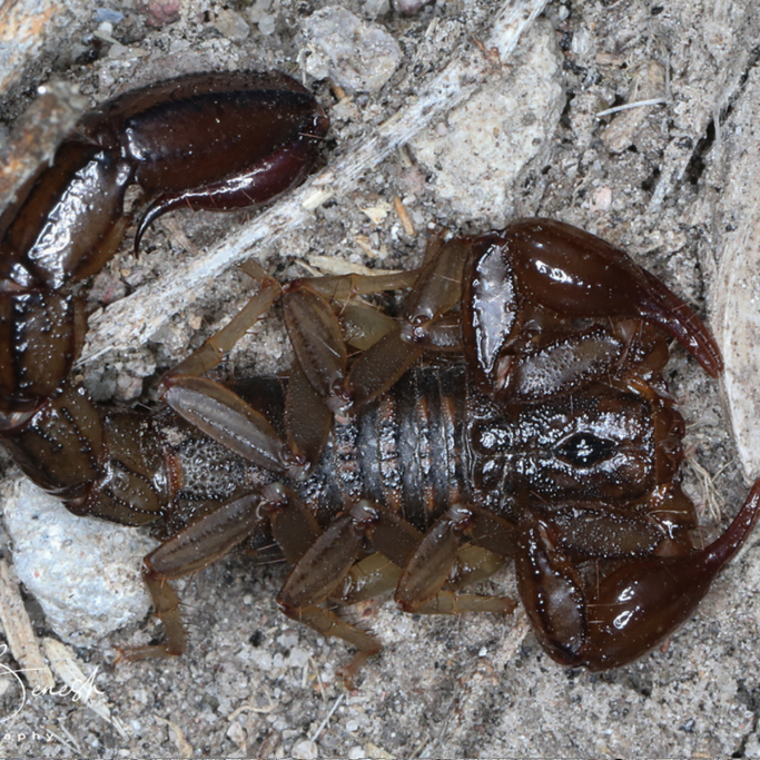 Mesomexovis variegatus 2I 中墨愈神蝎 买一送一活动中