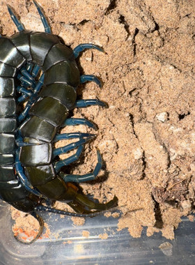 肯尼亚蓝钻蜈蚣E属 非洲长寿 蓝色蜈蚣