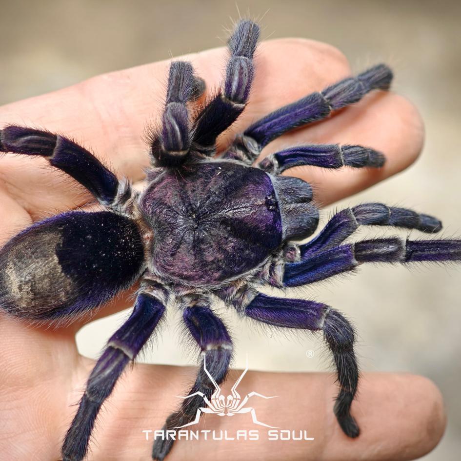 TS爬魂蜘蛛捕鸟蛛黑紫美人