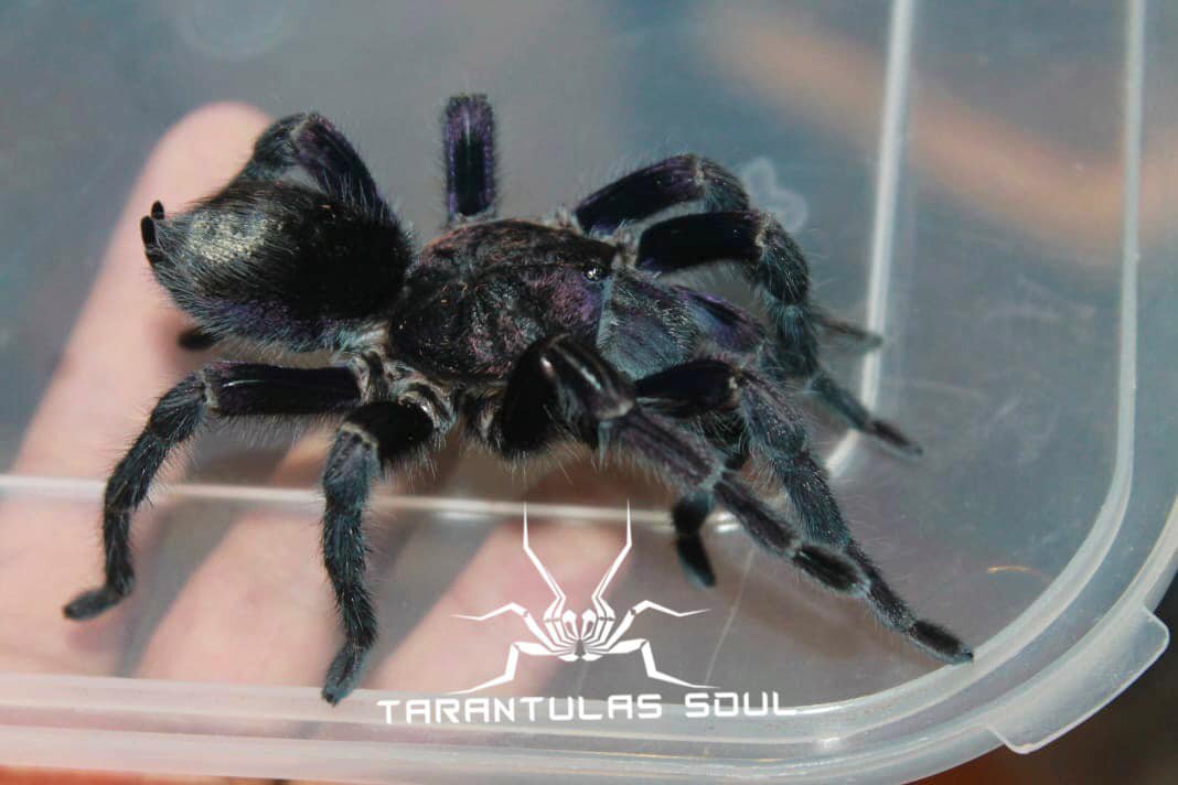 秘鲁黑紫美人 蜘蛛 t sp grape 4l幼体 ts爬魂