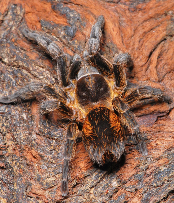 Bistriopelma lamasi 秘鲁小天使 CB 幼体