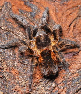 lamasi Bistriopelma 秘鲁小天使 幼体