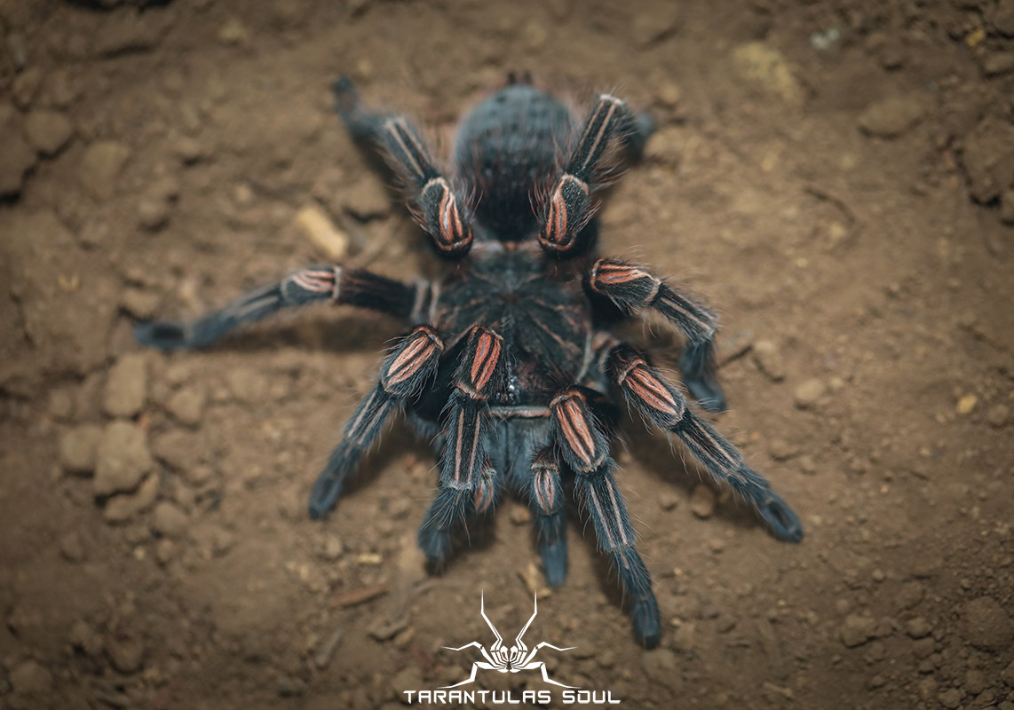 秘鲁巨人橙间lasiodorides striatus 幼体 宠物蜘蛛 ts爬魂