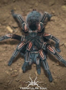 秘鲁巨人橙间 Lasiodorides striatus 幼体 宠物蜘蛛 TS爬魂