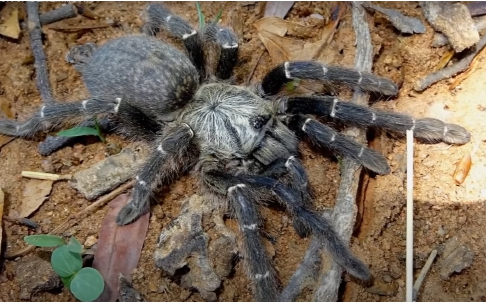 橙巴布中的劳斯莱斯Pterinochilus murinus B/Z  -博茨瓦纳种C8
