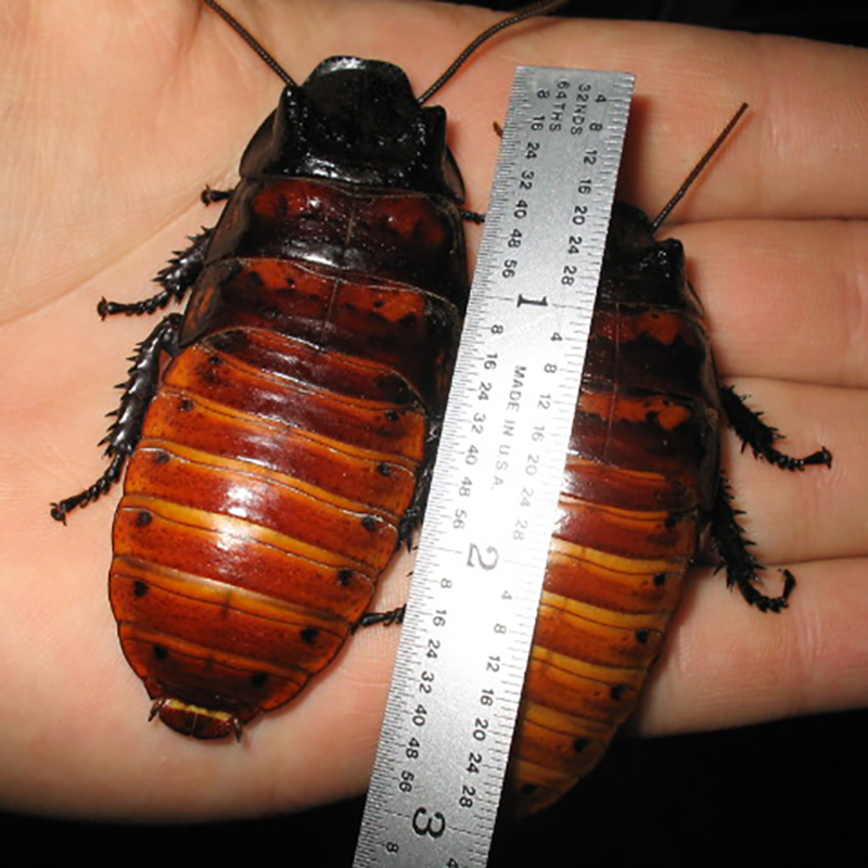 马达加斯加发声蟑螂 马岛蟑螂 大型 幼体 成体 ts爬魂