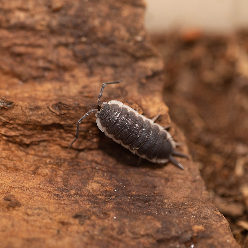 塞维利亚白缘巨型鼠妇porcellio sp.sevilla西瓜虫潮虫一组10个