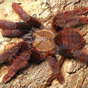 沙巴红树老虎 6CM 公母 TS爬魂