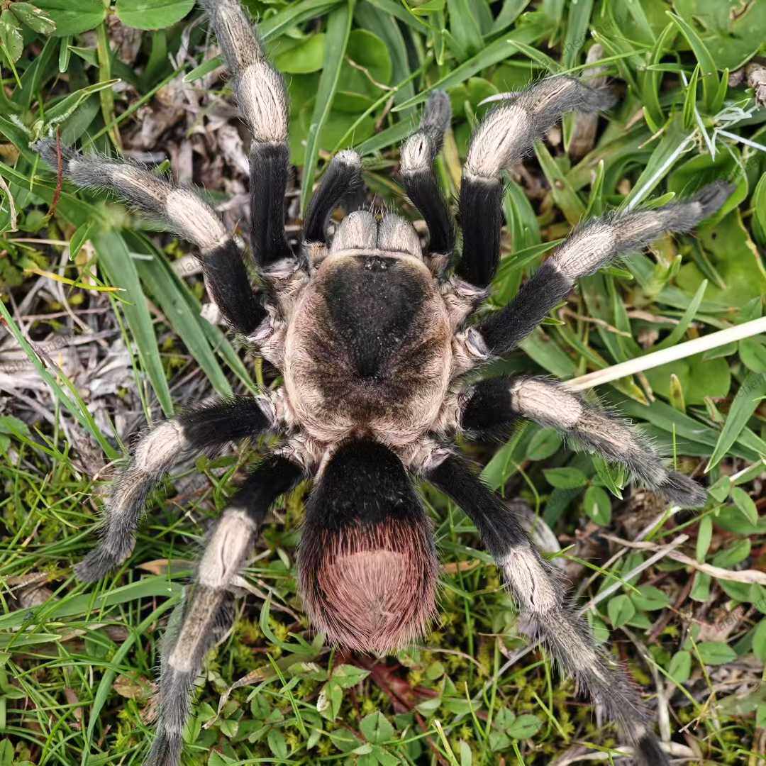秘鲁黑白泼墨hapalotremus major2CM+稳定个体低毒 宠物活体蜘蛛