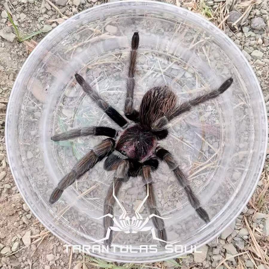 巨人紫腿宠物蜘蛛捕鸟蛛ts爬魂