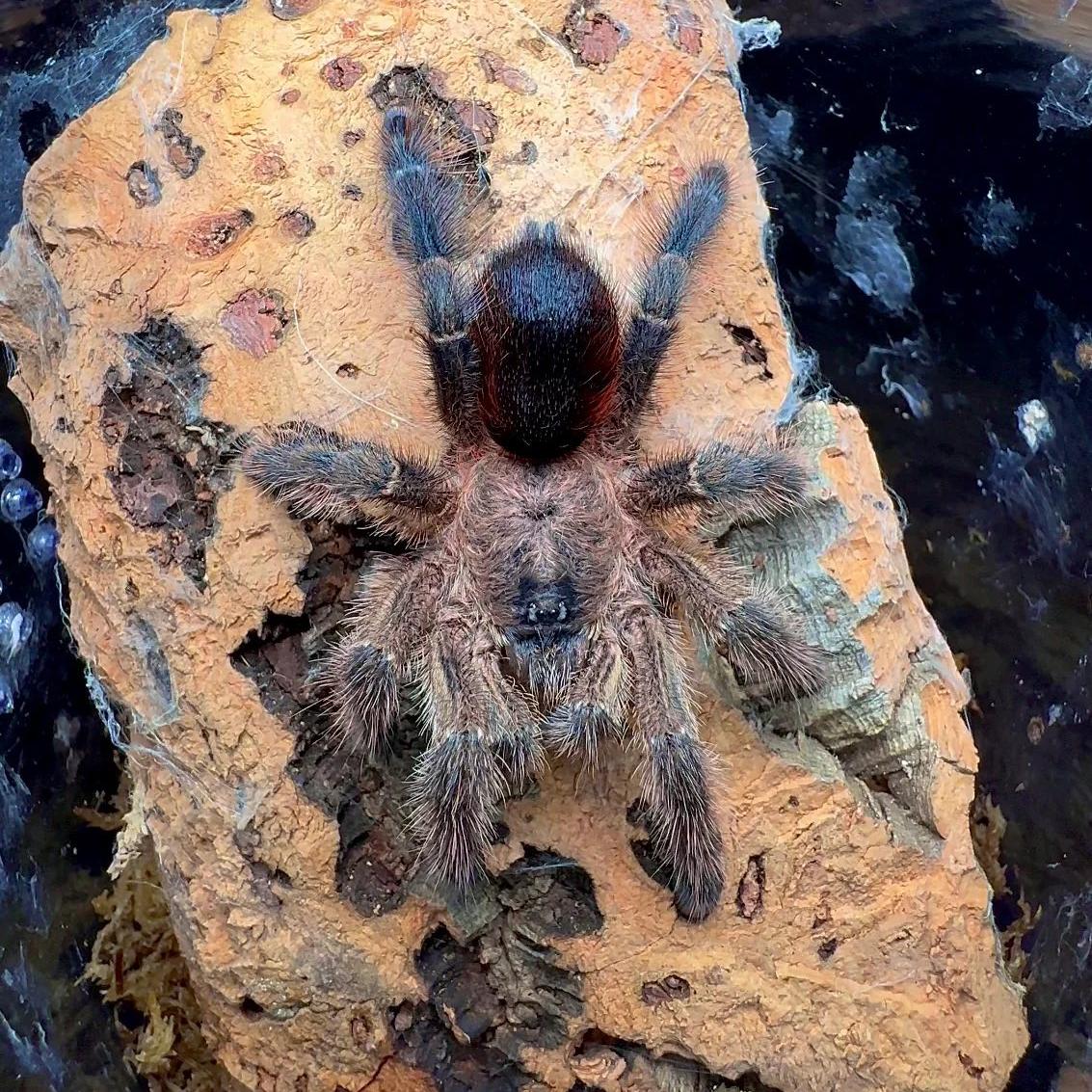 塔拉波多粉趾 幼体 Avicularia merianae TS爬魂