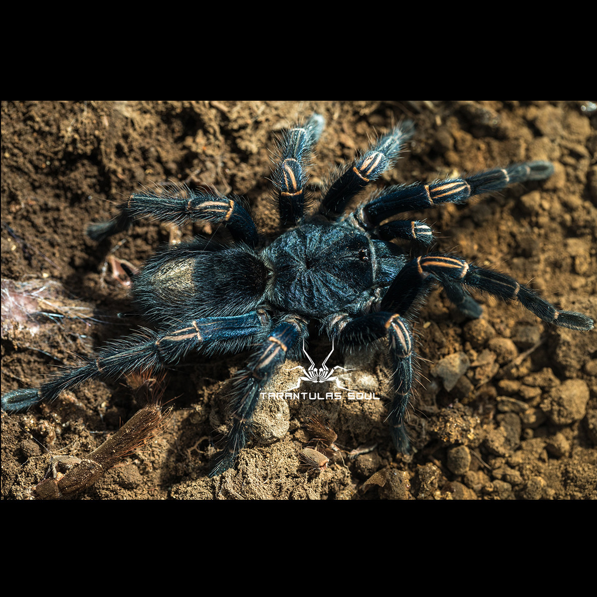 TS爬魂宠物蜘蛛蓝色系捕鸟蛛