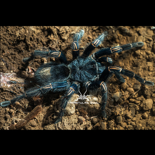 宠物蜘蛛 秘鲁蓝腿捕鸟蛛 3L幼体 lagunas TS爬魂 Thrixopelma