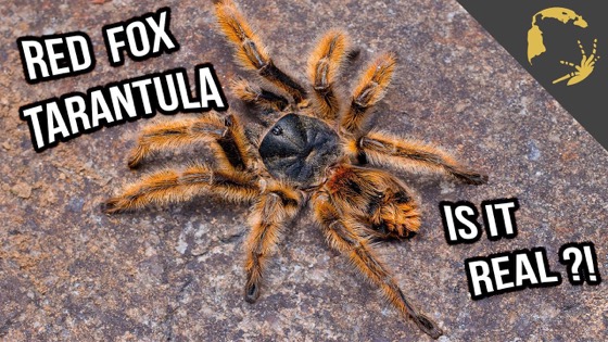 智利山猫TS爬魂蜘蛛捕鸟蛛