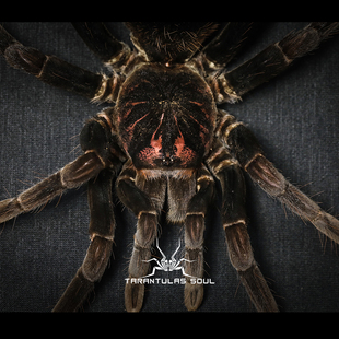 哥伦比亚镭射 3l现货 TS爬魂 宠物 X属南美大地栖