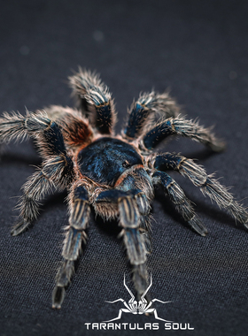 Thrixopelma cyaneolum 金属红尾（红尾种）宠物蜘蛛 TS爬魂