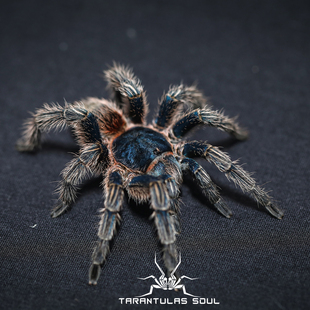 Thrixopelma cyaneolum 金属红尾(红尾种)宠物蜘蛛 TS爬魂