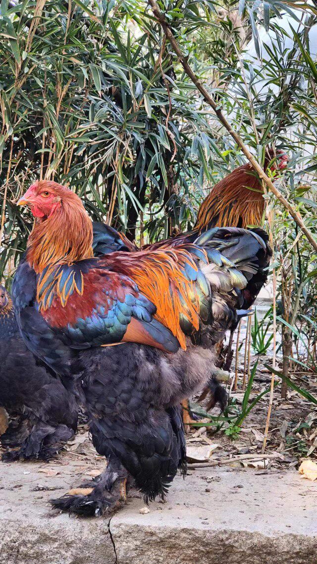 婆罗门大红袍种蛋鸡苗包受精可孵化婆罗门观赏鸡宠物鸡