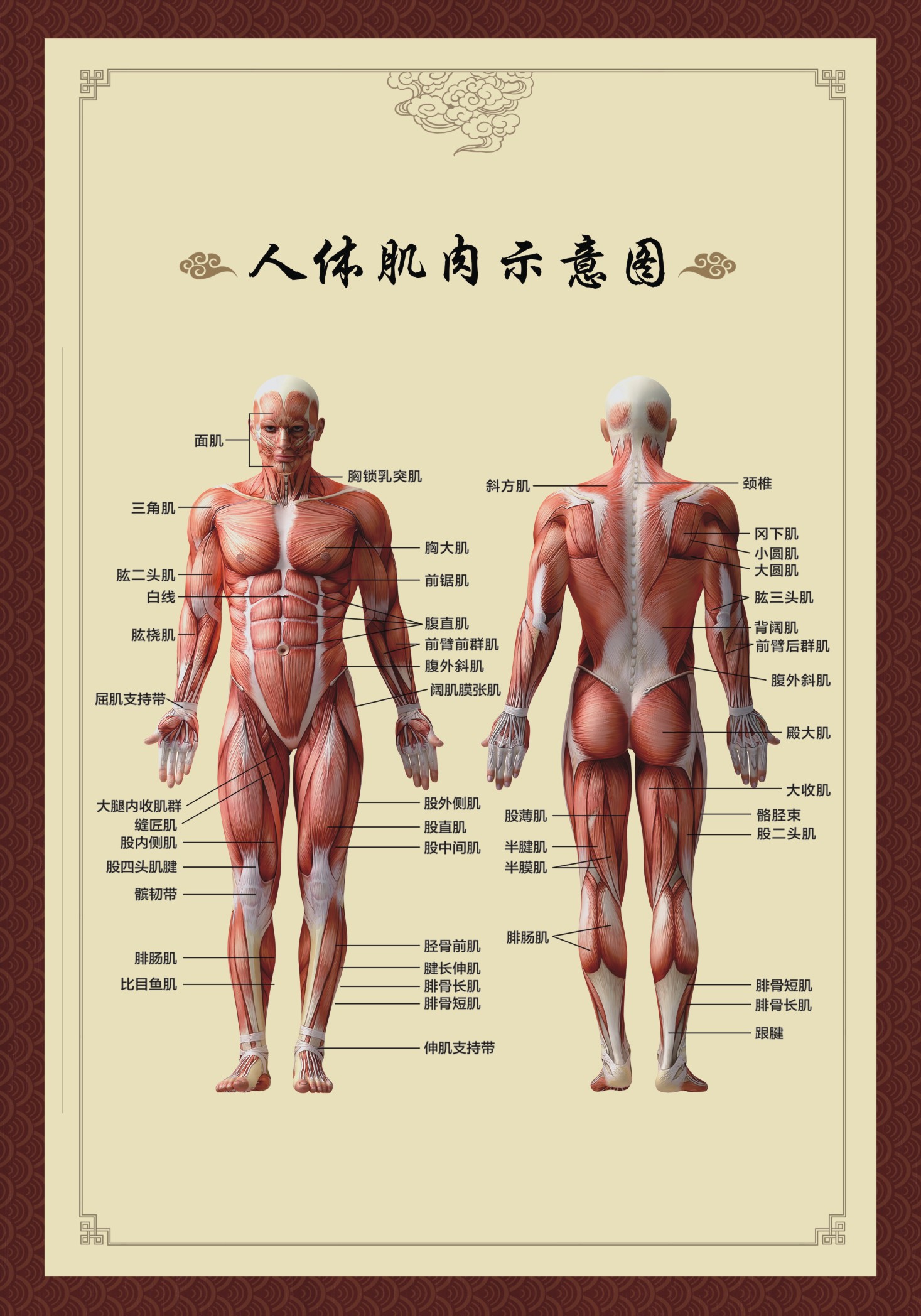 人体肌肉海报示意图