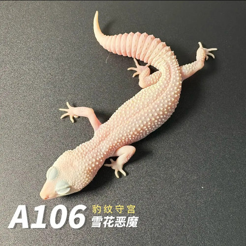 豹纹守宫网红爬宠活体