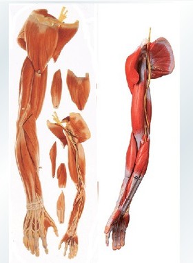 上肢肌肉附血管神经模型11305