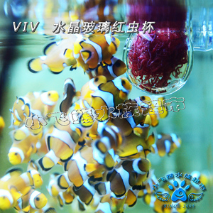 新 玻璃 喂食器灯科鱼红虫杯投鱼食喂食杯虾缸草缸线虫鱼粮饲产