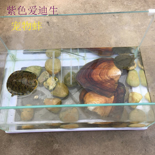 山下湖自家养殖淡水珍珠紫色爱迪生寄活蚌宠物蚌包邮