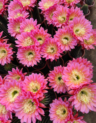 飞碟开大花无根仙人球