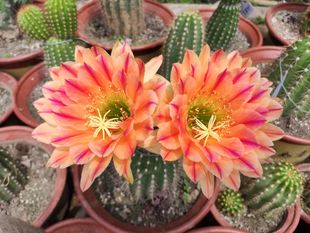 火焰魔術師仙人球毛花柱品種開花復色美感十足